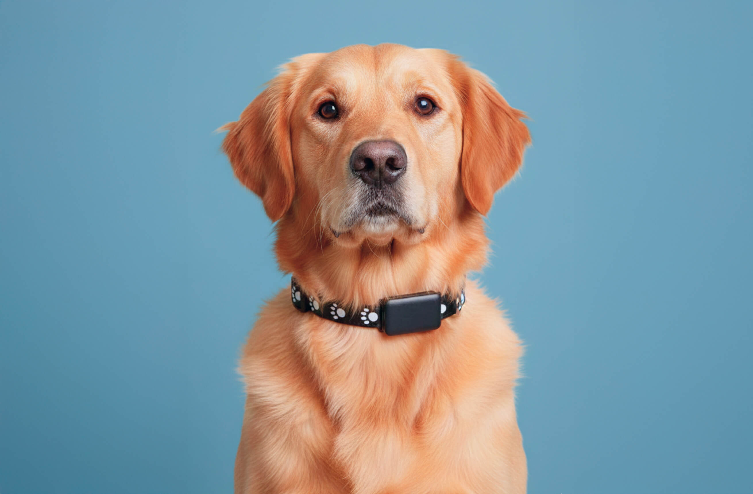 Mascotag Pro GPS para perros