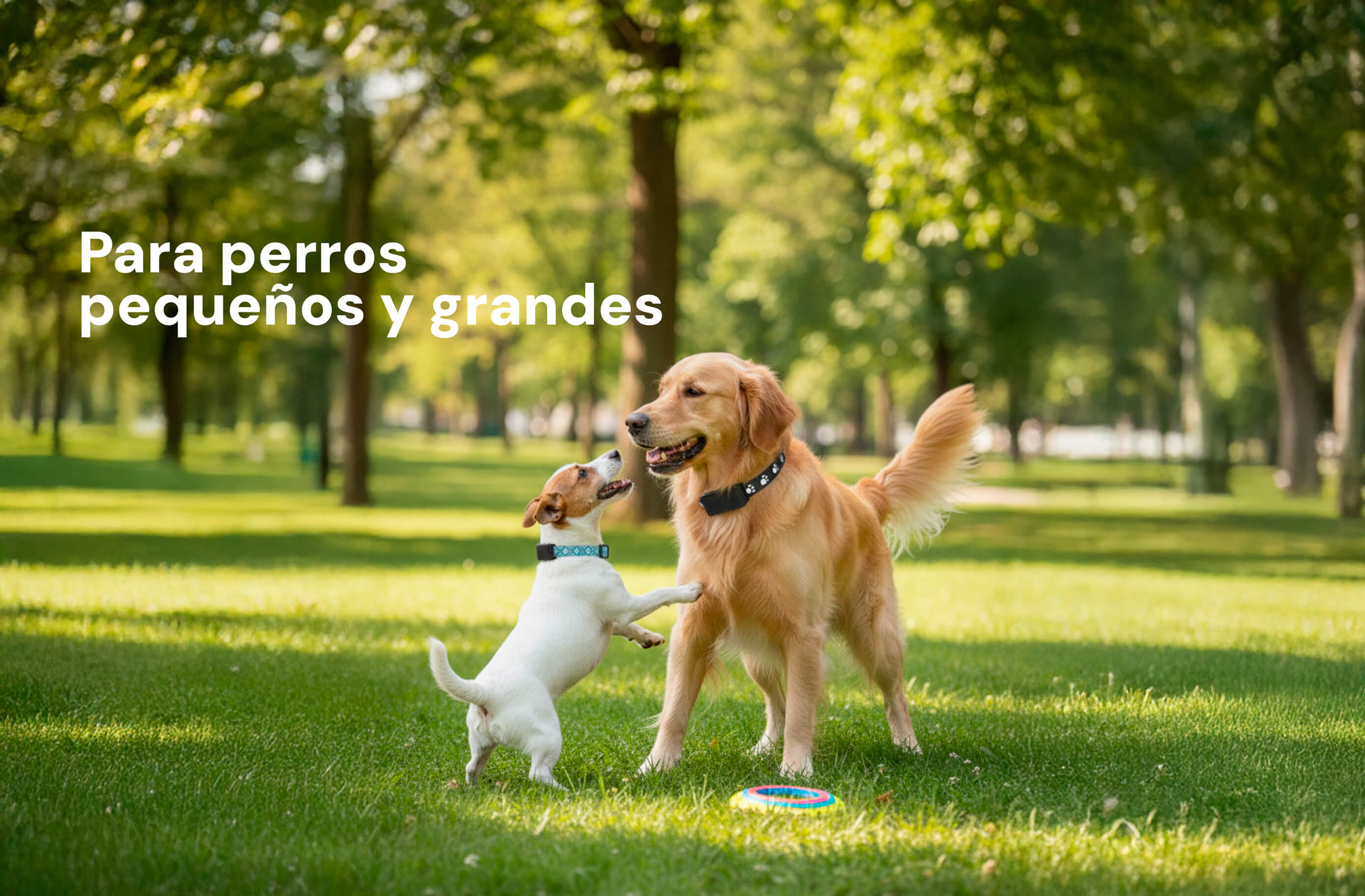 Mascotag Pro GPS para perros